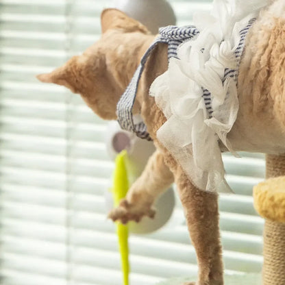 CaterPlay