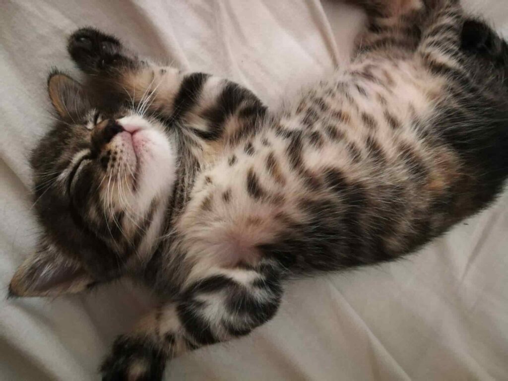 Gato atigrado de apenas un mes duerme boca arriba en una cama con las patas estiradas, evoca tranquilidad y paz.